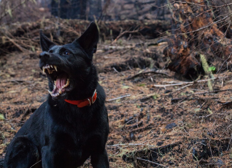Menacing dog owners off to court